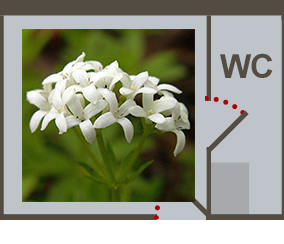 map-queeny-2021-cabindeck-gallery-waldmeister