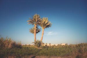 DSC_1869_RE palm trees 2025
