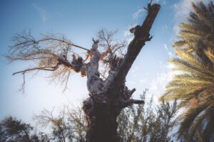 DSC_1909_RE tree 2025