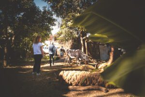 DSC_3060_RE guests cow 2025