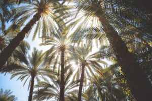 DSC_3102_RE palms up view 2025