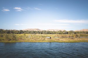 DSC_3128_RE cow shore grass 2025