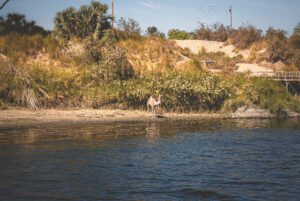 DSC_3165_RE nile camel shore 2025