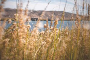 DSC_3259_RE grass nile 2025