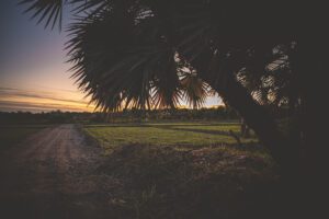 DSC_3444_RE green landscape dsk 2025