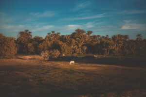 DSC_3518_RE donkey palms shore 2025
