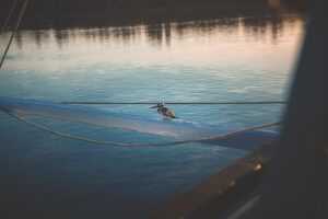 DSC_3541_RE bird closeup 2025